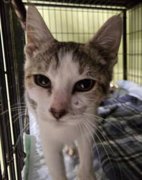 Calamity Jo -  Domestic Short Hair Cat for Adoption in Auburn, Indiana - Calamity Jo | PetCurious