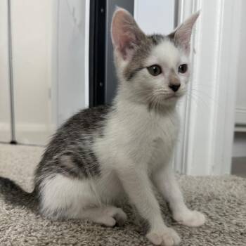 Hannah Wells -  Domestic Short Hair Cat for Adoption in Cumming, Georgia - Hannah Wells | PetCurious