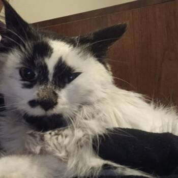 Domestic Long Hair Cats Available for Adoption in Honeoye, New York - Patches | PetCurious