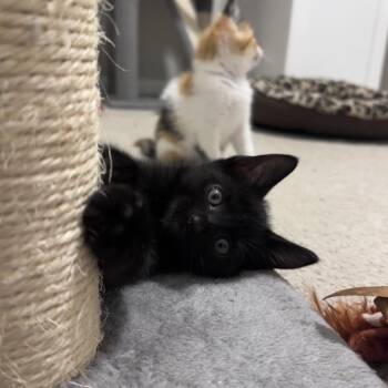 Merlin -  Domestic Short Hair Cat for Adoption in Huntsville, Alabama - Merlin | PetCurious