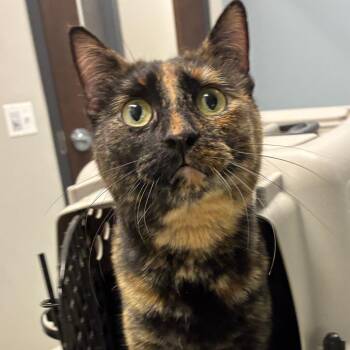 Thunder/MPAC1035 -  Domestic Short Hair Cat for Adoption in Oak Park, Illinois - Thunder/MPAC1035 | PetCurious