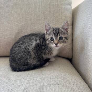 Domestic Medium Hair Cats Available for Adoption in Evansville, Indiana - Sweetie | PetCurious
