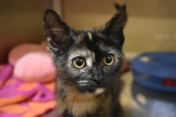 Laserina -  Domestic Short Hair Cat for Adoption in Kansas City, Missouri - Laserina | PetCurious