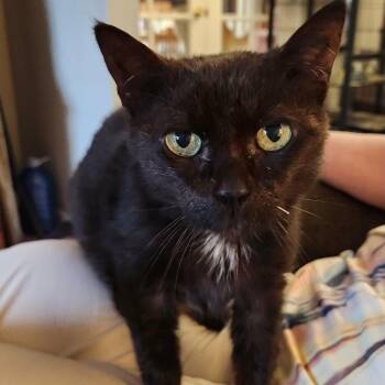 Coraline - Cuddly Lap Cat -  Domestic Short Hair Cat for Adoption in Hamilton, Ontario - Coraline - Cuddly Lap Cat | PetCurious