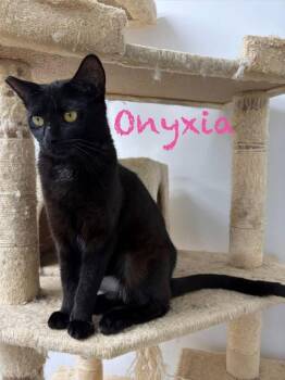 Onyxia -  Domestic Short Hair Cat for Adoption in Clarksville, Tennessee - Onyxia | PetCurious
