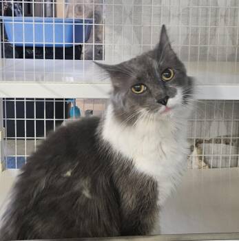 Gail -  Domestic Long Hair Cat for Adoption in Claremont, New Hampshire - Gail | PetCurious