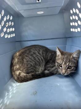 A138560 -  Domestic Short Hair Cat for Adoption in Palmetto, Florida - A138560 | PetCurious