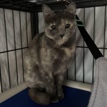 Rescue Domestic Short Hair Cats for Adoption in Franklin, North Carolina - Solstice | PetCurious