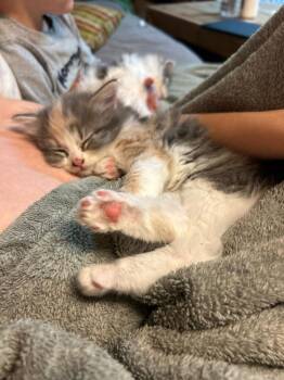 Domestic Short Hair Cats Available for Adoption in East Hartford, Connecticut - Khloè | PetCurious