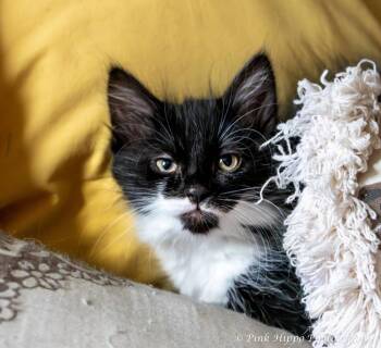 Alto -  Domestic Long Hair Cat for Adoption in Kettering, Ohio - Alto | PetCurious