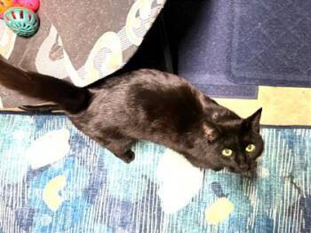 Domestic Short Hair Cats Available for Adoption - Gloria | PetCurious