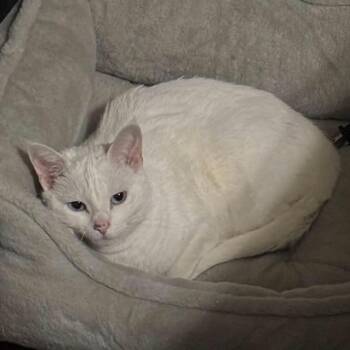 Lucy - Costa Mesa Location -  Domestic Short Hair Cat for Adoption in Chino Hills, California - Lucy - Costa Mesa Location | PetCurious