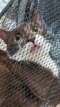 Rescue Domestic Short Hair Cats for Adoption in Cleveland, Ohio - Jetta 22 | PetCurious