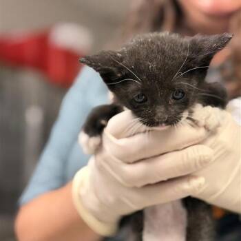 Domestic Short Hair Cats Available for Adoption in Houston, Texas - Tortellini | PetCurious