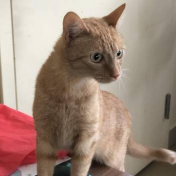 Chatters -  Domestic Short Hair Cat for Adoption in Burlington, Ontario - Chatters | PetCurious