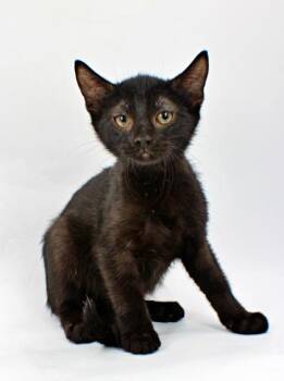 Budha -  Domestic Short Hair Cat for Adoption in Morton Grove, Illinois - Budha | PetCurious