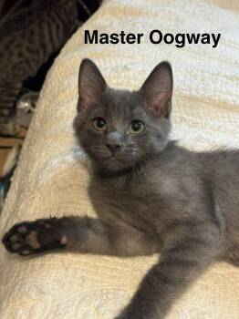 Master Oogway -  Russian Blue and Domestic Short Hair Cat for Adoption in Plumerville, Arkansas - Master Oogway | PetCurious