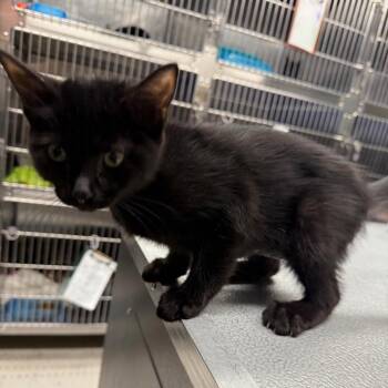 Kaya -  Domestic Short Hair Cat for Adoption in Spokane, Washington - Kaya | PetCurious