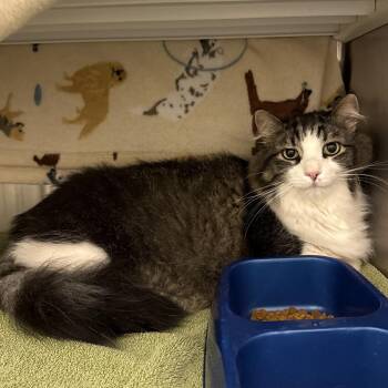 Stu -  Domestic Long Hair Cat for Adoption in Council Bluffs, Iowa - Stu | PetCurious