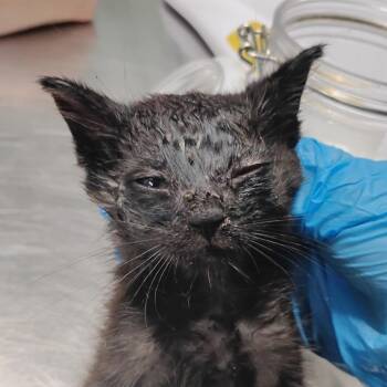 Tarmac -  Domestic Short Hair Cat for Adoption in Summerville, South Carolina - Tarmac | PetCurious