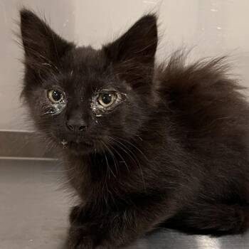 Pippin -  Domestic Long Hair and Domestic Short Hair Cat for Adoption in Washburn, Missouri - Pippin | PetCurious