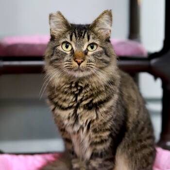 Rescue Domestic Long Hair Cats for Adoption in Los Angeles, California - Tulip | PetCurious