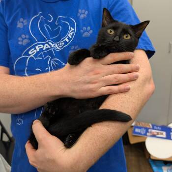 Rescue Domestic Short Hair Cats for Adoption in Hainesville, Illinois - Susie Q | PetCurious