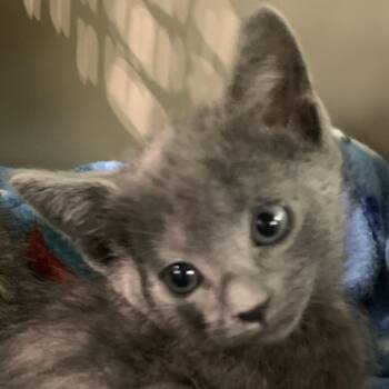Domestic Short Hair Cats Available for Adoption in Lynchburg, Virginia - Hamton | PetCurious