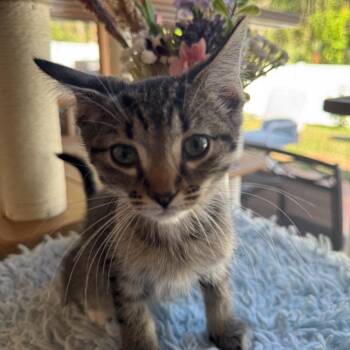 Rescue Domestic Short Hair Cats for Adoption in Titusville, Florida - Sunset | PetCurious
