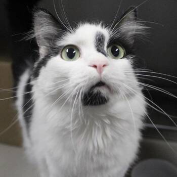 Domestic Long Hair Cats Available for Adoption in Des Moines, Iowa - Weston | PetCurious