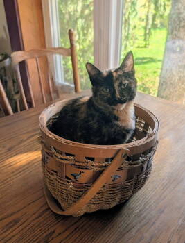 Rescue Domestic Short Hair Cats for Adoption in Broomall, Pennsylvania - Jazzybell | PetCurious