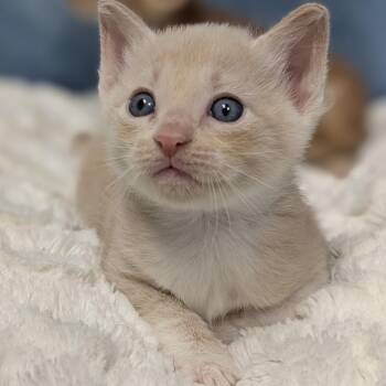Dandy -  Domestic Short Hair Cat for Adoption in Buchanan Dam, Texas - Dandy | PetCurious