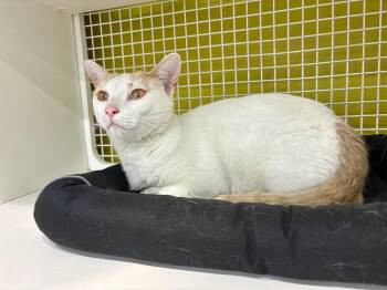 Albe- Macaroni -  Domestic Short Hair Cat for Adoption in Telford, Pennsylvania - Albe- Macaroni | PetCurious