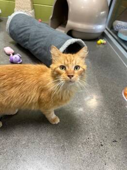 Jack (Sand Valley) -  Domestic Long Hair Cat for Adoption in Johnson City, Tennessee - Jack (Sand Valley) | PetCurious