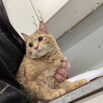 Domestic Short Hair Cats Available for Adoption in Spokane, Washington - Daisy | PetCurious