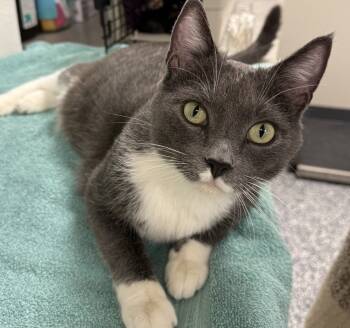 Rescue Domestic Short Hair Cats for Adoption in Bemidji, Minnesota - Mama | PetCurious