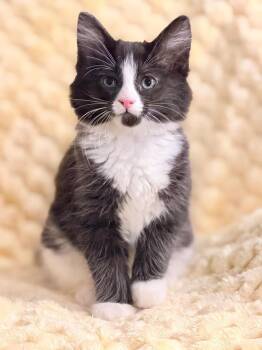 Kip -  Domestic Long Hair Cat for Adoption in Oceanside, California - Kip | PetCurious