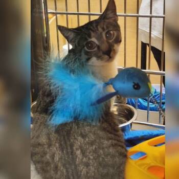 Rescue Domestic Short Hair Cats for Adoption in Toledo, Ohio - Buddah | PetCurious