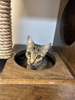 92957A Leah -  Domestic Short Hair Cat for Adoption in North Charleston, South Carolina - 92957A Leah | PetCurious