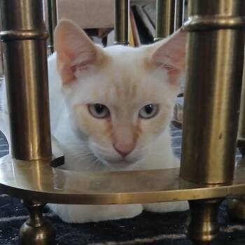 Rescue Siamese Cats for Adoption in South San Francisco, California - Chewy | PetCurious