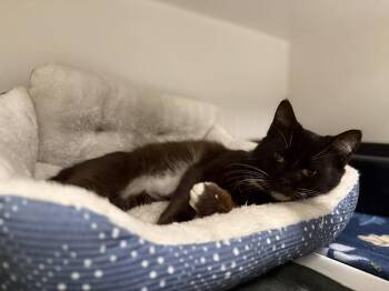 Domestic Short Hair Cats Available for Adoption in Leitchfield, Kentucky - Tuxx | PetCurious