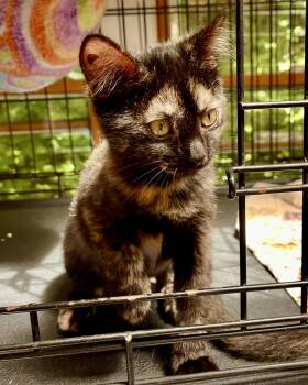 Maybelle -  Domestic Short Hair Cat for Adoption in Leicester, North Carolina - Maybelle | PetCurious