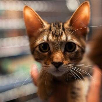 Cheeto -  Domestic Short Hair Cat for Adoption in Vallejo, California - Cheeto | PetCurious