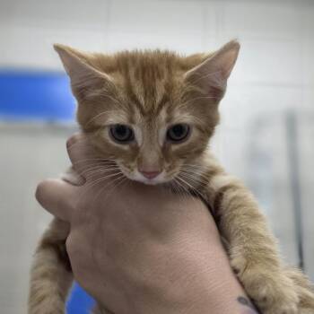 Olivia -  Domestic Short Hair Cat for Adoption in Huntsville, Alabama - Olivia | PetCurious
