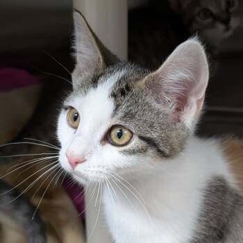 Charlotte -  Domestic Short Hair Cat for Adoption in Seattle, Washington - Charlotte | PetCurious