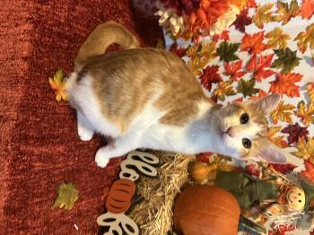 Rescue Domestic Short Hair Cats for Adoption in Effingham, Illinois - Penny | PetCurious