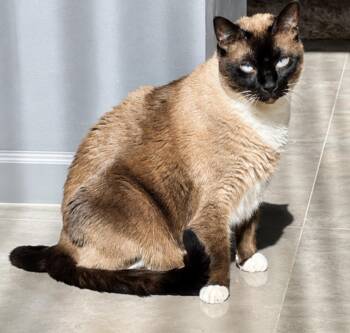 Siamese and Domestic Short Hair Cats Available for Adoption in Austin, Texas - Mao | PetCurious