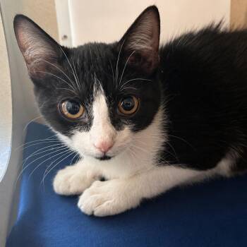 Widow -  Domestic Short Hair Cat for Adoption in Gloucester, Virginia - Widow | PetCurious