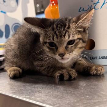Armani -  Domestic Short Hair Cat for Adoption in Tampa, Florida - Armani | PetCurious