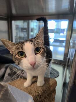 Rescue Domestic Short Hair Cats for Adoption in Wellington, Kansas - Mrs. White | PetCurious